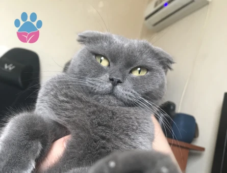 Safkan scottish fold kızıma eş arıyoruz