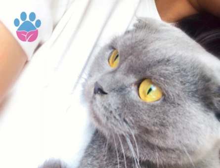 Safkan scottish fold kızıma eş arıyoruz