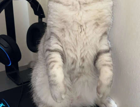 British Shorthair 1 Yaşında Eş Arıyor - 118972623
