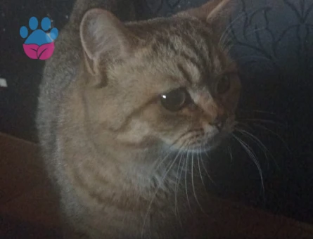 Scottish Straight 1 Yaşında Eş Arıyor