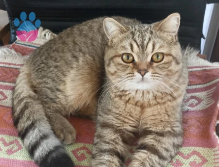 Scottish Straight 1 Yaşında Eş Arıyor