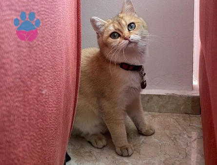 British golden ny12 kızımıza damat arıyoruz