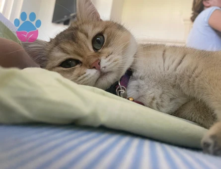 British golden ny12 kızımıza damat arıyoruz