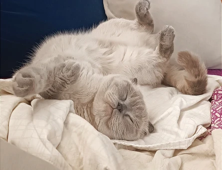 Scottish Fold 1 Yaşında Eş Arıyor - 118972631