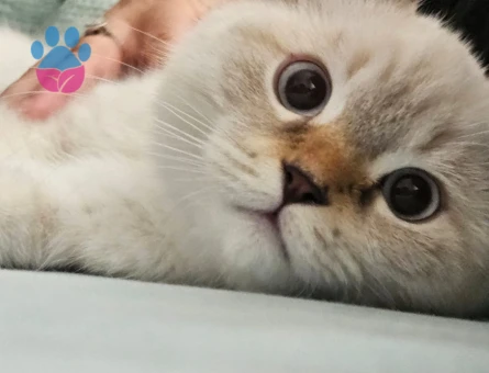 British Shorthair Kedime Eş Arıyorum