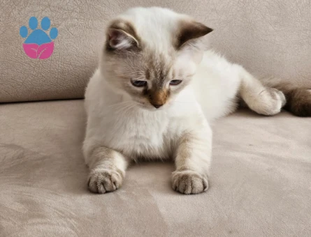 British Shorthair Kedime Eş Arıyorum