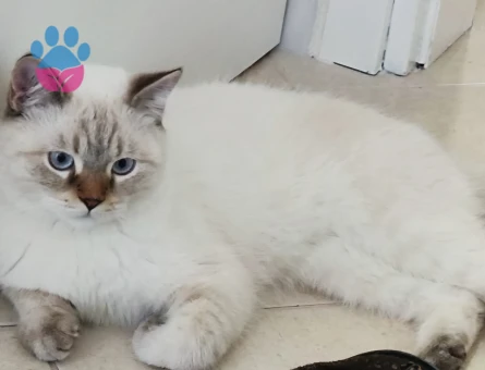 British Shorthair Kedime Eş Arıyorum