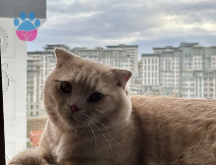 Scottish Fold Oğluma Eş Arıyorum