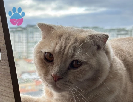 Scottish Fold Oğluma Eş Arıyorum