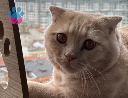 Scottish Fold Oğluma Eş Arıyorum