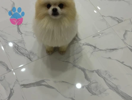 Poomeranian z zor LEO Eş Arıyor