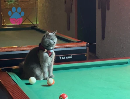 British kedimize dişi kedi arıyoruz