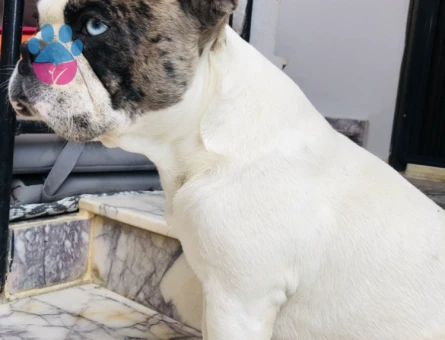 French Bulldog 1 Yaşında Eş Arıyor