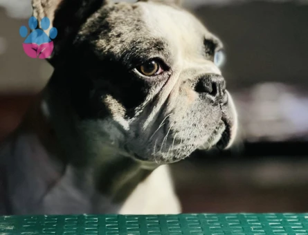 French Bulldog 1 Yaşında Eş Arıyor