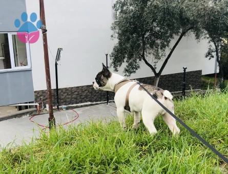 French Bulldog 1 Yaşında Eş Arıyor