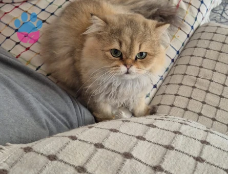 1.5 Yaşında British Longhair Oğlumuza Eş arıyoruz