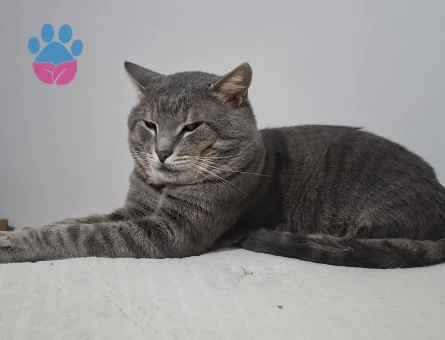 Duman Oğlum Kızgın