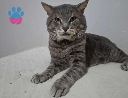 Duman Oğlum Kızgın