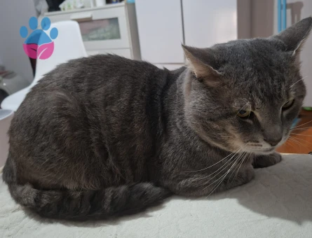 Duman Oğlum Kızgın