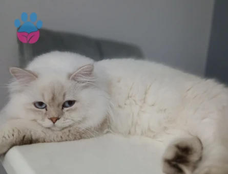 Oğlumuza Eş Arıyoruz