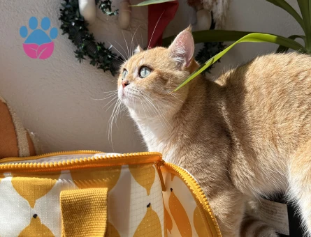 British Shorthair Golden oğluma eş arıyorum