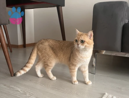 British Shorthair Golden oğluma eş arıyorum