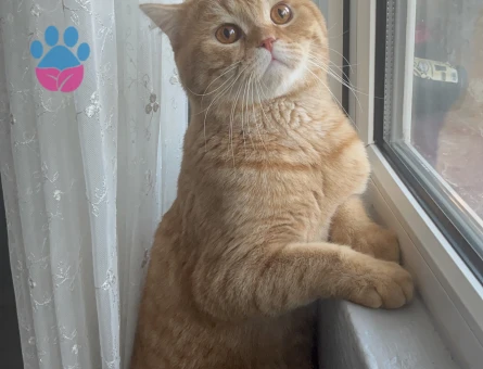 British dişi arıyoruz