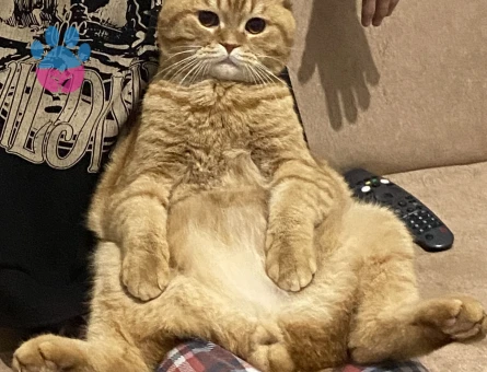 British dişi arıyoruz