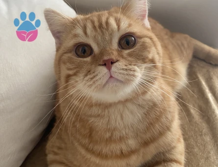 British dişi arıyoruz