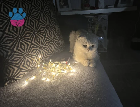 Scottish Fold 2 Yaşında Eş Arıyor