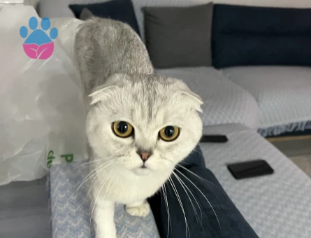 Scottish Fold 2 Yaşında Eş Arıyor