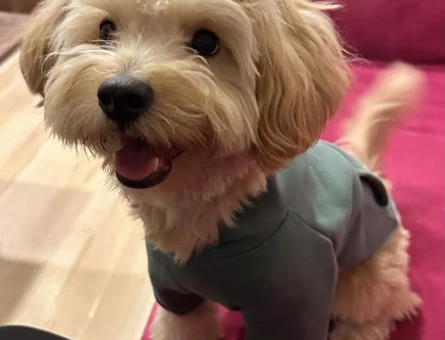Maltipoo 1 Yaşında Eş Arıyor - 118973319