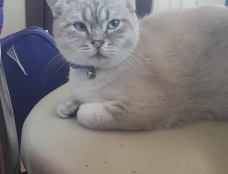 British Shorthair Coco 1 Yaşında Eş Arıyor - 118973320
