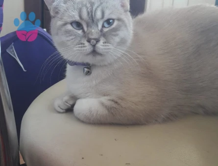 British Shorthair Coco 1 Yaşında Eş Arıyor