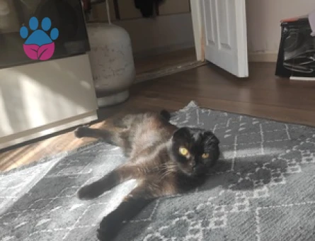 Scottish Fold Kızım Kömüre eş arıyoruz