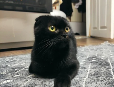 Scottish Fold Kızım Kömüre eş arıyoruz - 118973323