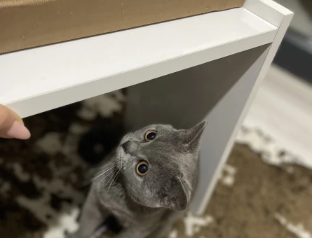 British Shorthair 10 Aylık Kedime Eş Arıyorum - 118973324