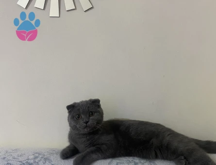 Scottısh Fold Kızım Eş Arıyor