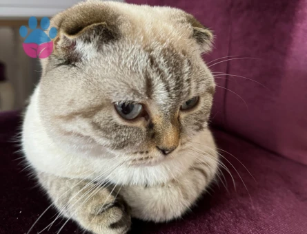 Scotish fold lynx point dişi kedime eş arıyorum