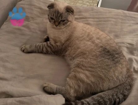 Scotish fold lynx point dişi kedime eş arıyorum