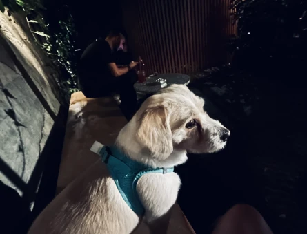 Maltese terrier kırması 3 yaşında eş arıyor - 118973338