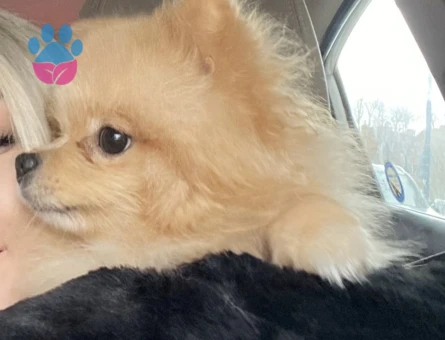 Tatlı oğlumuz Coco Eş Arıyor