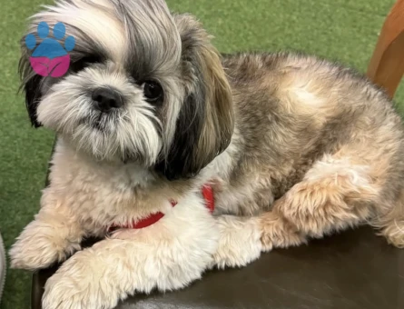 Shih tzu