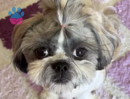 Shih tzu