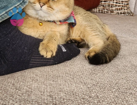 British Ny11 Oğluma Eş Aranıyor