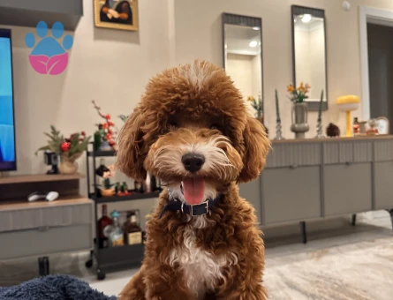 Maltipoo Eş İlanı