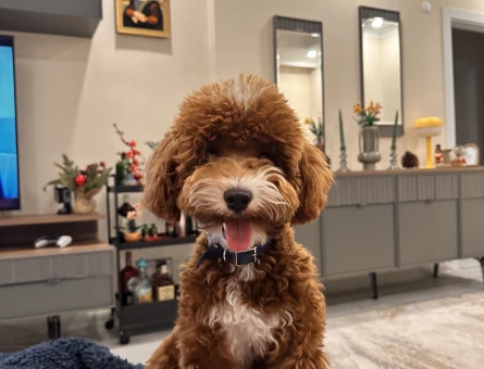 Maltipoo Eş İlanı - 118981131