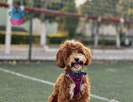 Maltipoo Eş İlanı