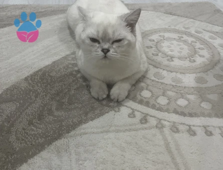 Kedime eş arıyorum