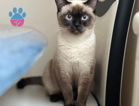 Kedimizin türü siyamdır cins kedi arıyoruz